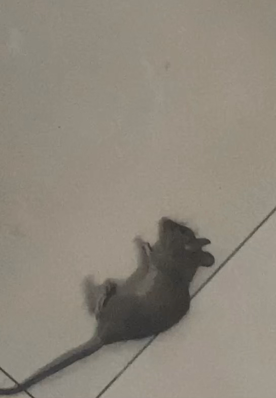 港澳新闻 第59页